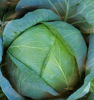 Насіння капусти Бірюза 100г Коуел