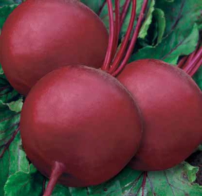 Насіння буряка Кадет 100г Коуел