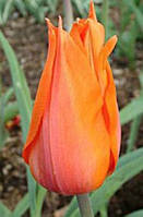 Цибулини тюльпанів Temple's Favourite (гиганский)