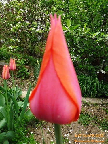 Тюльпан Temple of Beaut гігантський цибулина (1 шт.)