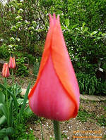 Тюльпан Temple of Beaut гігантський цибулина (1 шт.)