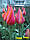 Тюльпан Temple of Beaut гігантський цибулина (1 шт.), фото 3