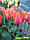 Тюльпан Temple of Beaut гігантський цибулина (1 шт.), фото 4