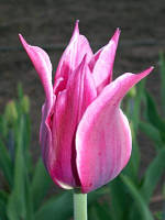 Цибулини тюльпанів Yonina (лилиевидний)