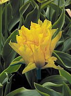 Цибулини тюльпанів Yellow Spider (лилиевидний)