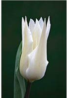 Цибулини тюльпанів Tres Chic (лилиевидний)