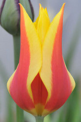 Цибулини тюльпанів Synaede King (лилиевидний)