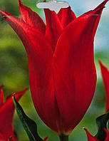 Тюльпан Pretty Woman (лілієвидний) цибулина (1 шт.)