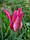 Тюльпан Maytime (лілієвидний) цибулина (1 шт.), фото 2