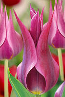 Тюльпан Maytime (лілієвидний) цибулина (1 шт.)