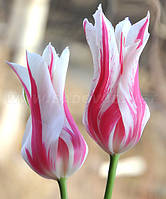 Тюльпан Marilyn (лілієвидний) цибулина (1 шт.)