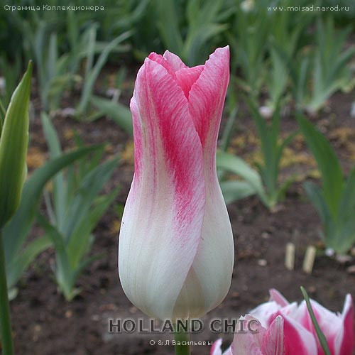Цибулини тюльпанів Holland Chic (лилиевидний)