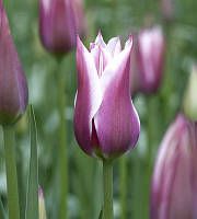 Тюльпан Ballade (лілієвидний) цибулина (1 шт.)