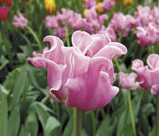 Цибулини тюльпанів Picture (хвилястий)