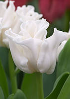 Тюльпан White Liberstar хвилястий цибулина (1 шт.)