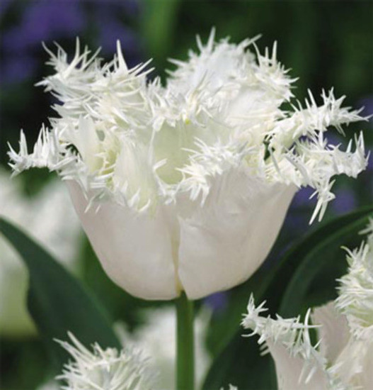 Тюльпан Swan Wings оторочений цибулина (1 шт.)