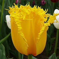 Тюльпан Hamilton бахромчатий цибулина (1 шт.)
