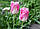 Тюльпан Fancy Frills бахромчатий цибулина (1 шт.), фото 4