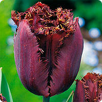 Цибулини тюльпанів Black Jawel (бахр)