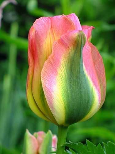 Тюльпан Groenland (зеленоквітковий) цибулина (1 шт.), фото 1