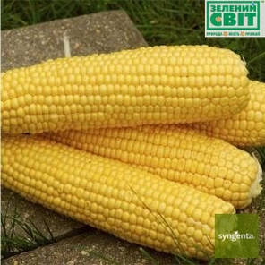 Насіння кукурудзи Спірит F1 (Syngenta), 100 тис. насіння — рання (67 днів), цукрова, фото 3