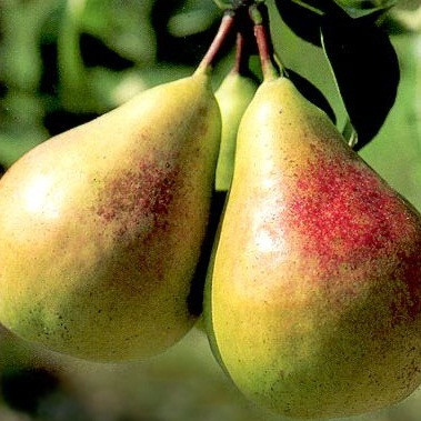 Саджанці Груші Вікторія - осіннього терміну, урожайна, морозостійка, фото 1