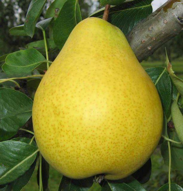 Саджанці Груші Далісан - осіннього терміну, урожайна, зимостійка, фото 1