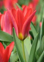 Тюльпан Кауфмана Scarlet Baby цибулина (1 шт.)