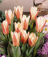 Тюльпан Кауфмана Heart's Delight цибулина (1 шт.)