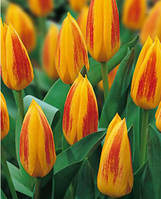 Тюльпан Кауфмана Guiseppe Verdi цибулина (1 шт.)