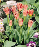 Тюльпан Кауймана Fashion цибулина (1 шт.)