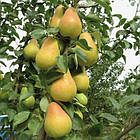 Саджанці Груші колоновидної Г4 - зимово осінній строку, десертна, морозостійка, фото 2