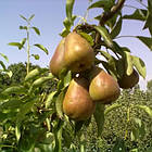 Саджанці Груші колоновидної Сапфіра - осіннього терміну, зимостійка, фото 2