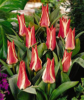 Тюльпан Грейга Playsir цибулина (1 шт.)