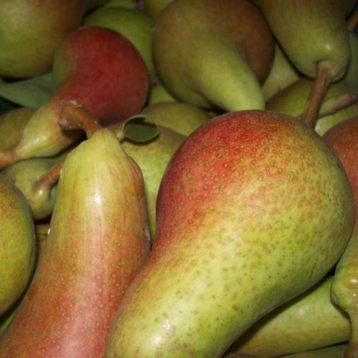 Саджанці Груші Санта Марія - осіннього строку, крупноплідна, фото 1