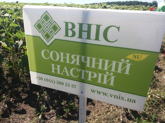 Сонячний настрій