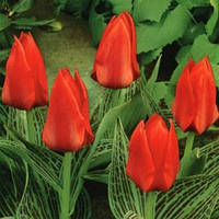 Тюльпан Грейга Ali Baba цибулина (1 шт.)