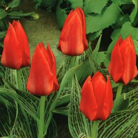 Тюльпан Грейга Ali Baba цибулина (1 шт.), фото 1