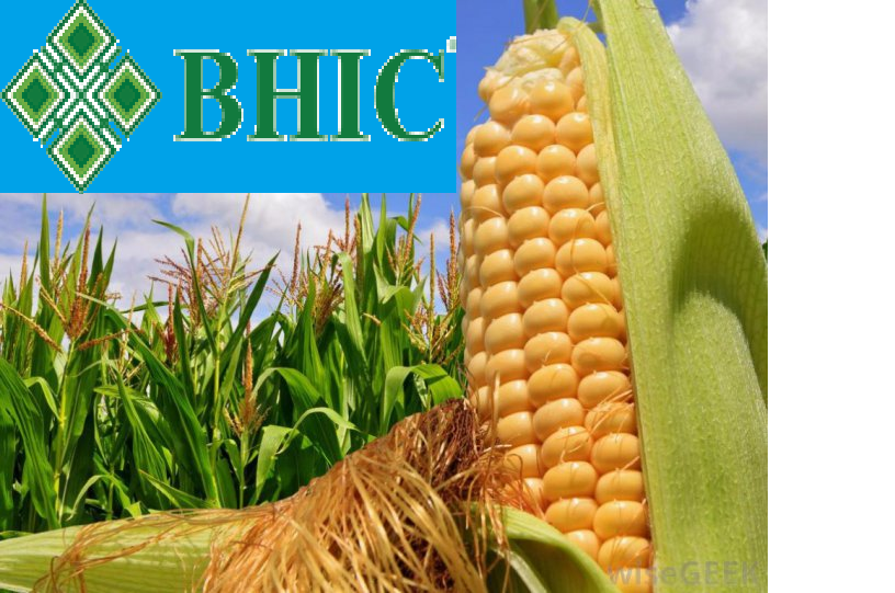 Семена кукурузы Гран 6 Среднеранний ФАО 300 (ВНИИС) - фото 1 - id-p632847973