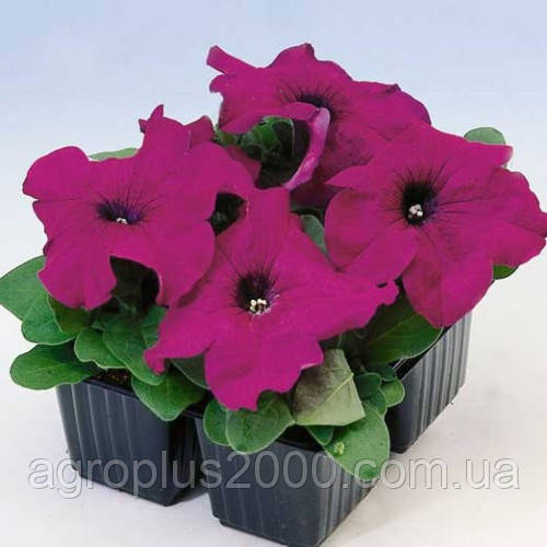 Насіння Петунія крупноквіткова Лімбо F1 Пурпурова 1000 насінин Hem Genetics