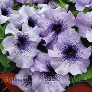 Насіння Петунія крупноквіткова Лімбо F1 Синя з прожилками 1000 насінин Hem Genetics