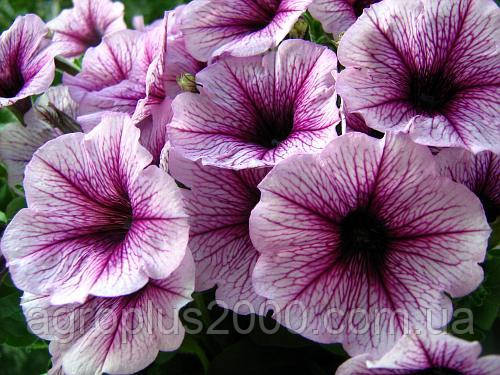 Насіння Петунія крупноквіткова Лімбо F1 Орхід з прожилками 1000 насінин Hem Genetics, фото 1