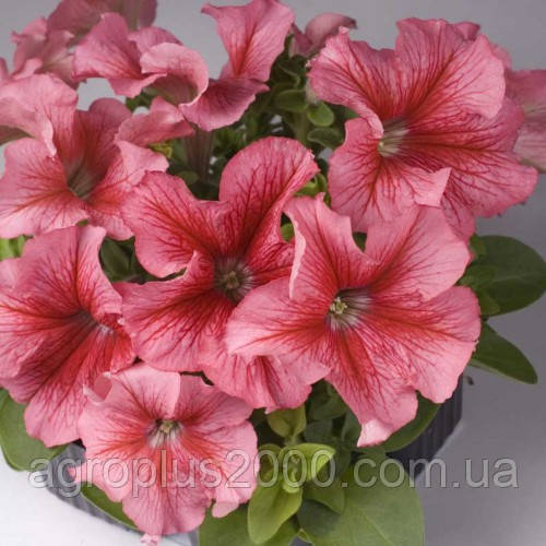 Насіння Петунія великоквіткова Танго F1 Лососєва з прожилками 1000 насінин Hem Genetics