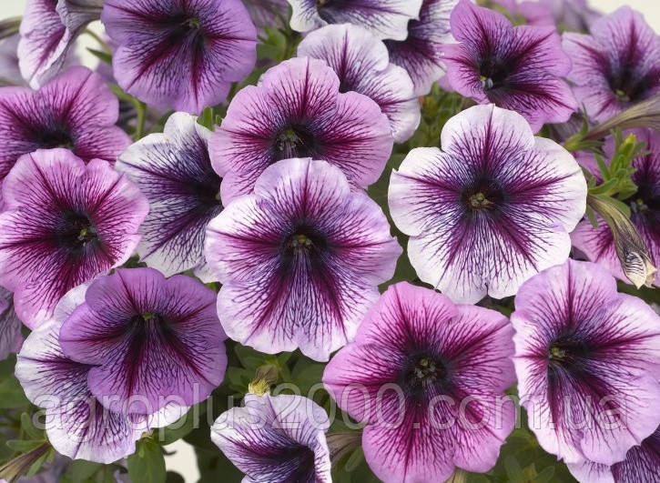 Насіння Петунія мультифлора Мамбо F1 Орхід з прожилками, 1000 насінин Hem Genetics