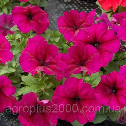 Насіння Петунія мультифлора Мамбо F1 Бургунді, 1000 насінин Hem Genetics, фото 1