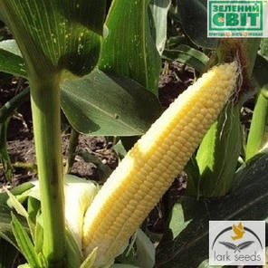 Насіння кукурудзи Добра/Добріня F1, 2500 насіння — рання, суперсолодка, фото 2
