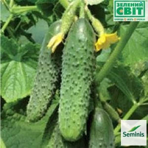 Насіння огірка Мірабелла F1/Мирабелл F1(Seminis), 1000 насіння — ультраранній гібрид (40-45 днів), партенокарпик, фото 2