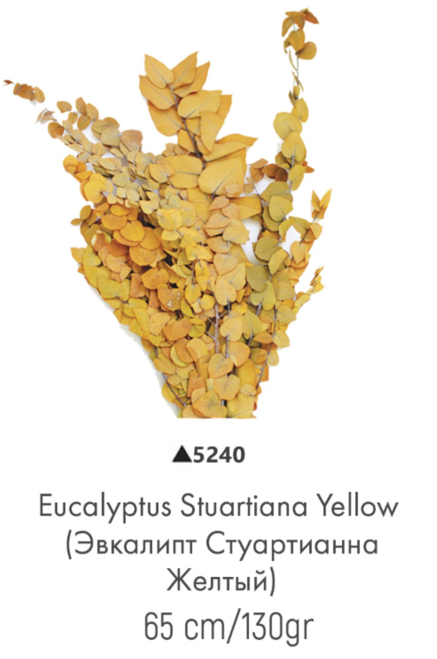 Стабілізований евкаліпт стуартианна жовтий