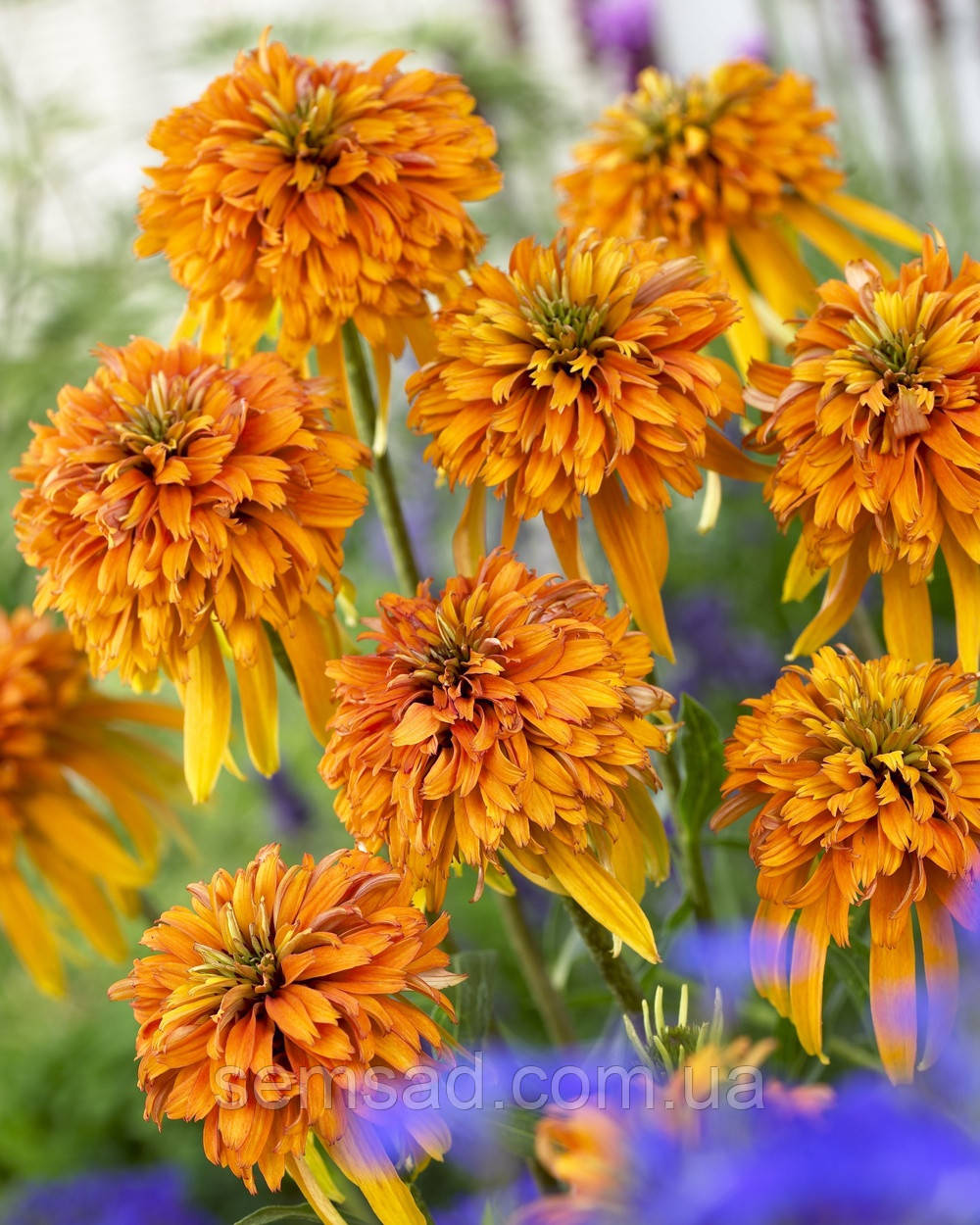 Ехінацея гібридна махрова "Мармелад" \ Echinacea "Marmalade" (саджанці р12 )
