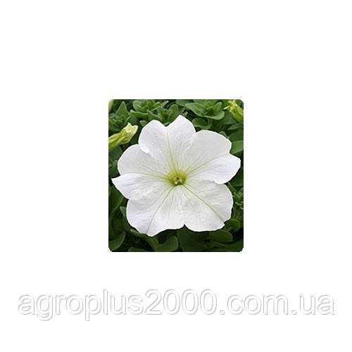 Насіння Петунія грандифлора Віртуоз F1 Біла White 500 драже Kitano Seeds